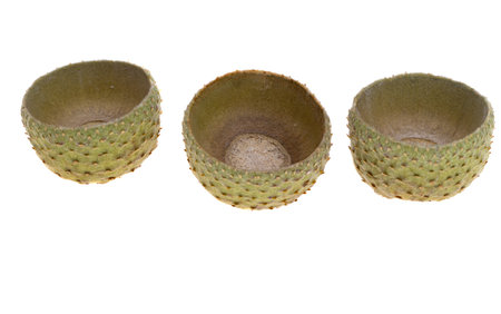 acorn caps isolated on white background