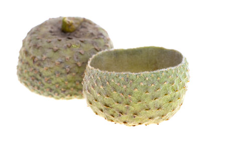 acorn caps isolated on white background