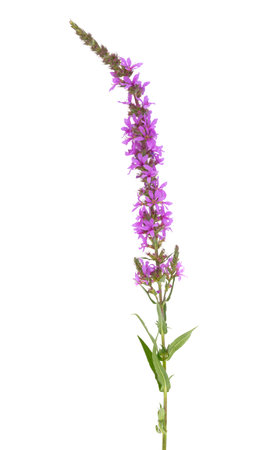 loosestrife flower isolated on white backgroundの写真素材