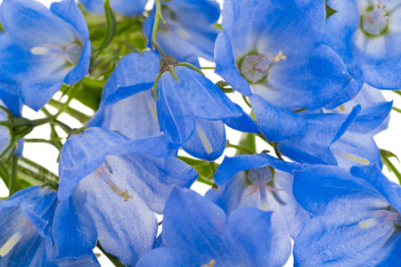 Bluebell flowers isolated on white backgroundの写真素材