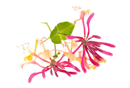 Honeysuckle red isolated on white backgroundの写真素材