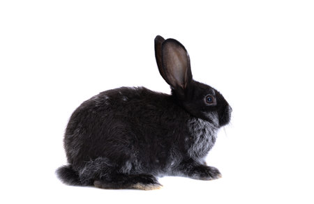 Black rabbit isolated on white backgroundの写真素材