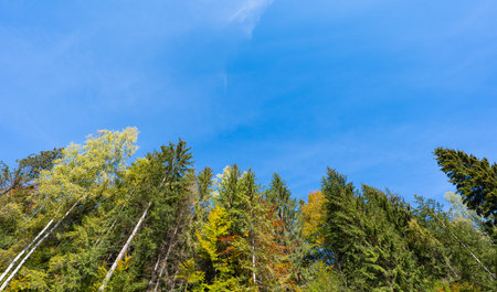 Autumn landscape of the Carpathians on a sunny dayの写真素材