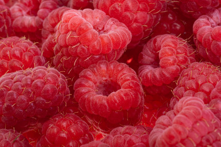 raspberry isolated on white backgroundの写真素材