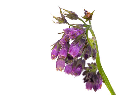 common comfrey isolated on white backgroundの写真素材