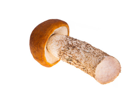 boletus isolated on white backgroundの写真素材