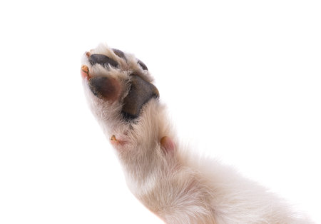 dog paw isolated on white backgroundの写真素材