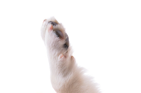 dog paw isolated on white backgroundの写真素材