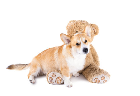 welsh corgi pembroke isolated on white backgroundの写真素材