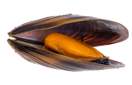 Mussels in shell isolated on white backgroundの写真素材