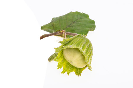 hazel nut in shell isolated on white backgroundの写真素材