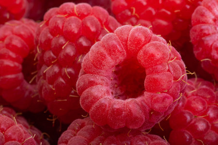 background of red raspberriesの写真素材