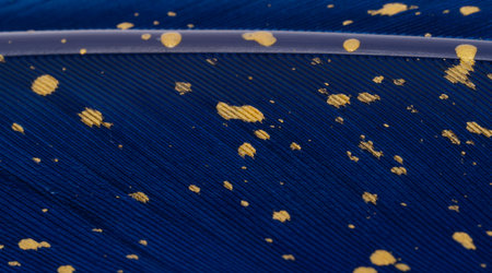 beautiful blue feather background close upの写真素材