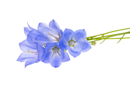 platycodon flower isolated on white backgroundの写真素材