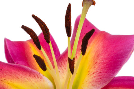 lily flower isolated on white backgroundの写真素材