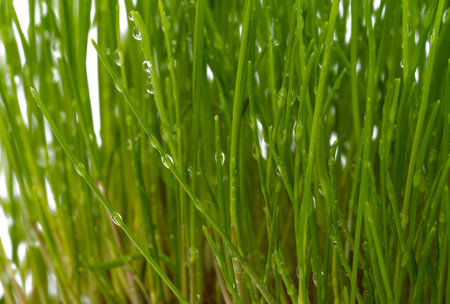 green grass isolated on white background