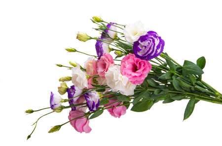 Eustoma flowers isolated on white backgroundの写真素材