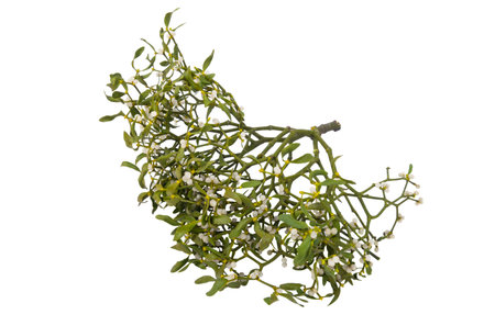 mistletoe isolated on white backgroundの写真素材