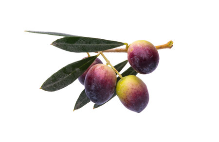 branch with olives isolated on white backgroundの写真素材