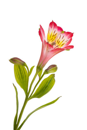 alstroemeria flower isolated on white backgroundの写真素材