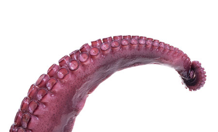 octopus tentacles isolated on white background