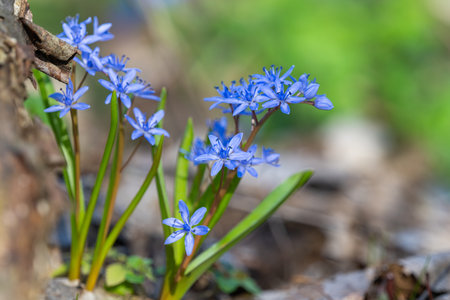 Scilla flower - first Spring flower in the forest