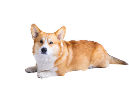 welsh corgi pembroke isolated on white backgroundの写真素材