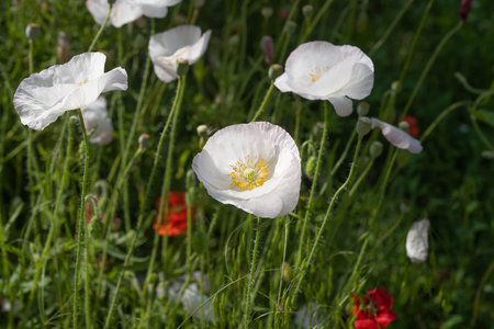poppies bloom in a flower bed in summerの写真素材