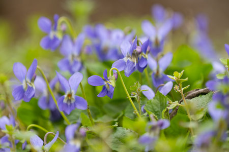 beautiful violets growing in a meadow in springの写真素材