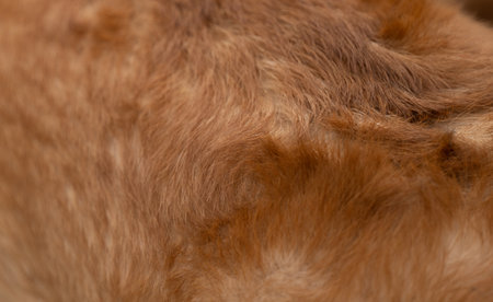 background of red dog hairの写真素材