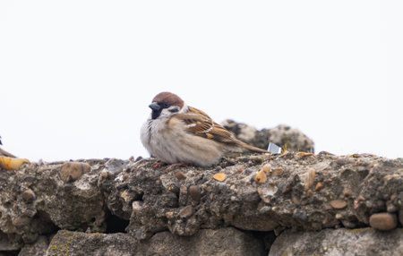 city sparrows on the streetの写真素材