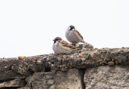 city sparrows on the streetの写真素材