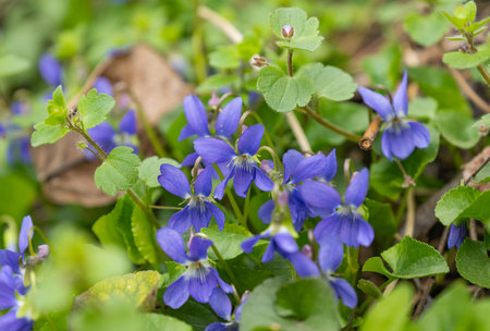 beautiful violets growing in a meadow in springの写真素材