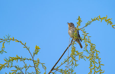 song thrush on a tree branch in springの写真素材