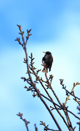 starling mottled on a tree branch in springの写真素材