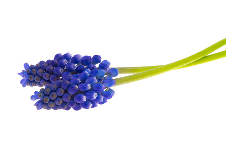 muscari flowers isolated on white backgroundの素材