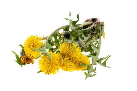 dandelion flower isolated on white backgroundの素材