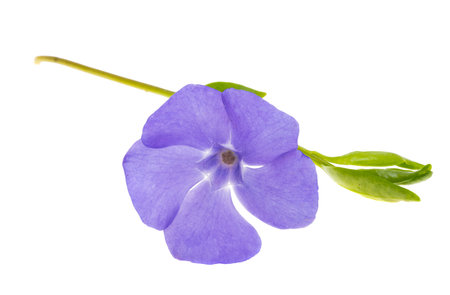 periwinkle flower isolated on white backgroundの素材