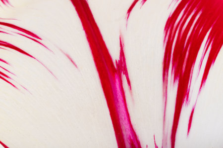 background of a beautiful tulip close-upの写真素材