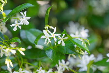 green hedge of jasmine flowersの素材