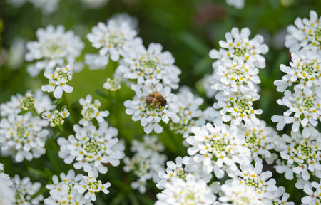 blooming iberis on a sunny day in springの写真素材