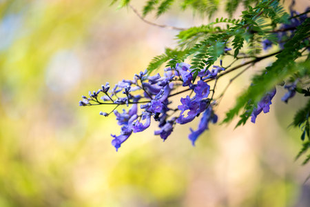 Jacaranda flowers blooming in Madeira