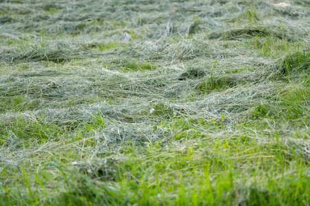 cut grass in the meadowの写真素材