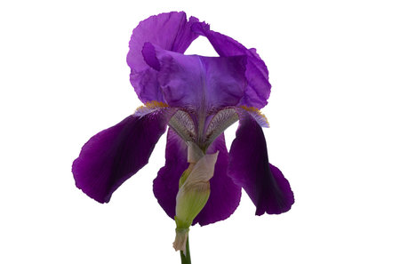 lilac iris isolated on white background