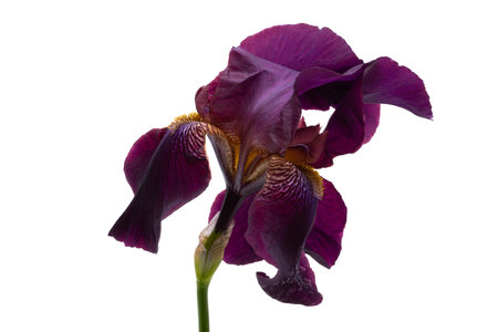 iris flower isolated on white backgroundの写真素材