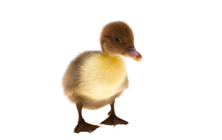 little ducklings isolated on white backgroundの写真素材