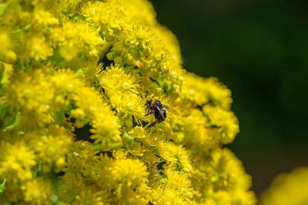 yellow flowers of aeonium undulatumの写真素材