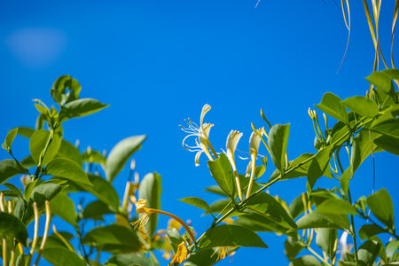 beautiful honeysuckle blooming on a sunny dayの写真素材