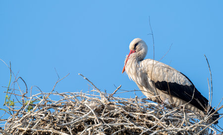 stork on a nest on a sunny dayの写真素材