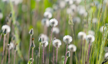 summer landscape in the meadowの写真素材